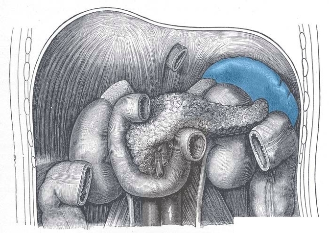 Anatomical Position of the Spleen