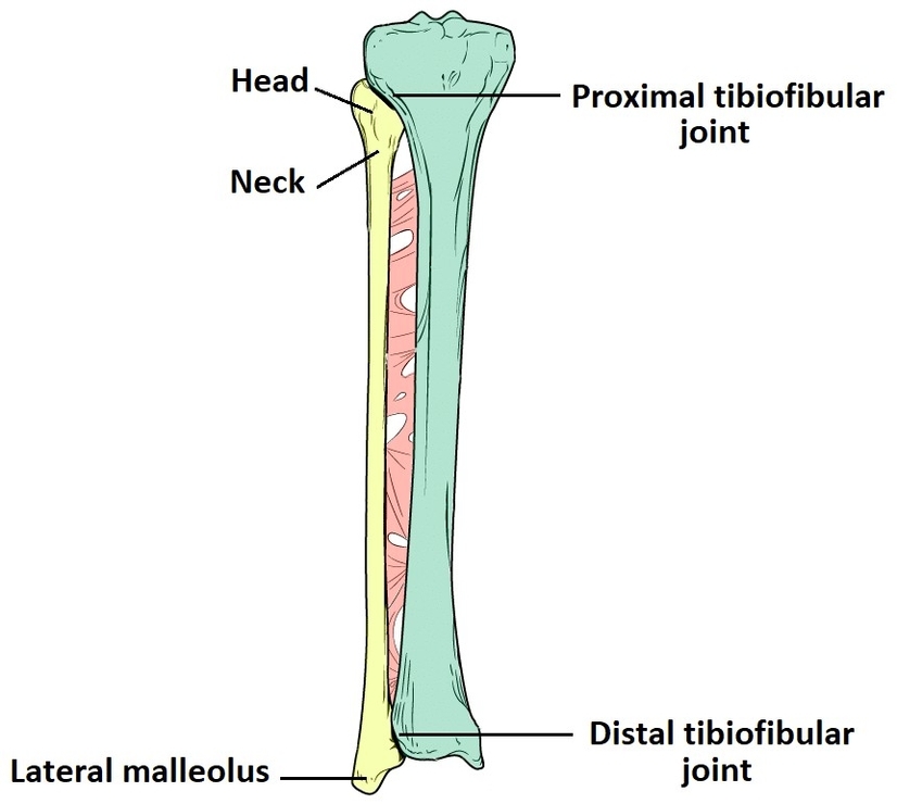 Anatomy of the Fibula