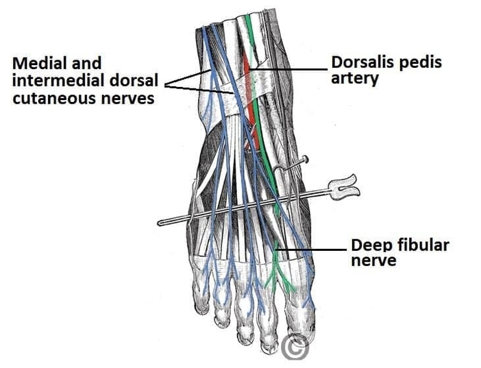 Anatomy of the Nerves of the Dorsum of the Foot Superficial and Deep Fibular Nerves