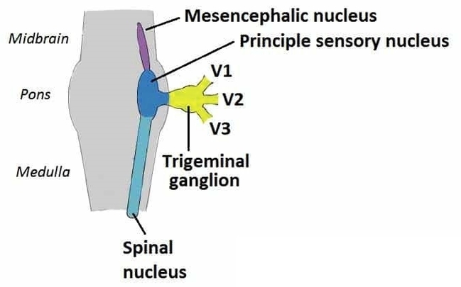 Anatomy of the Origin of the Trigeminal Nerve Nuclei and Ganglia