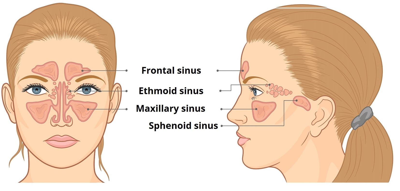 Anatomy of the Paranasal Sinuses