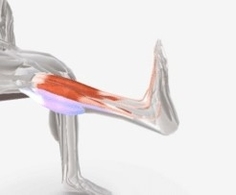 Ankle Dorsi Plantar