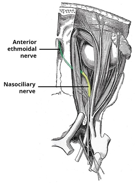 Anterior Ethmoidal Nerve