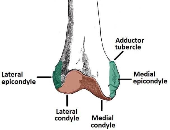 Anterior Surface of the Distal Portion of the Femur