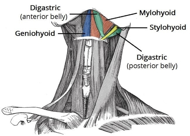 Anterior View of the Suprahyoid Muscles of the Neck