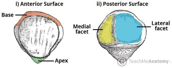 Anterior and Posterior Surfaces of the Patella