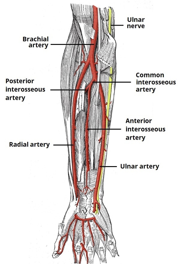 Arterial Supply to the Forearm Radial and Ulnar Arteries