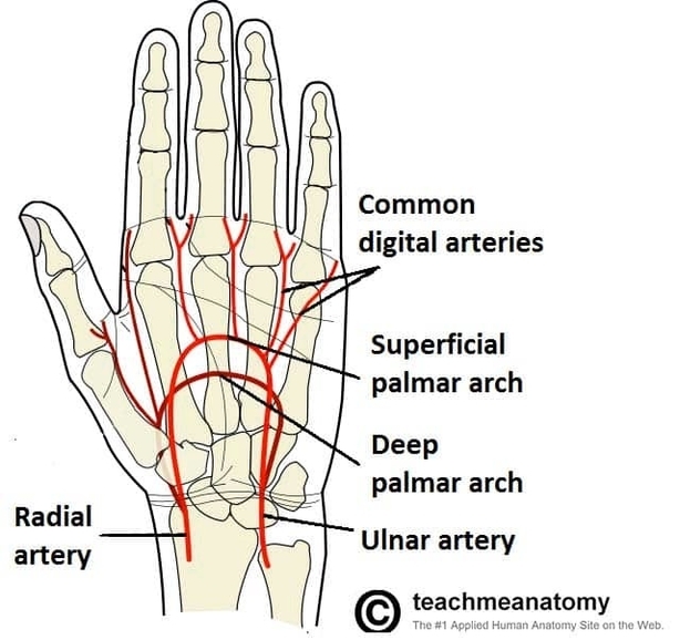 Arterial Supply to the Hand via the Ulnar and Radial Arteries. Superficial and Deep Arches