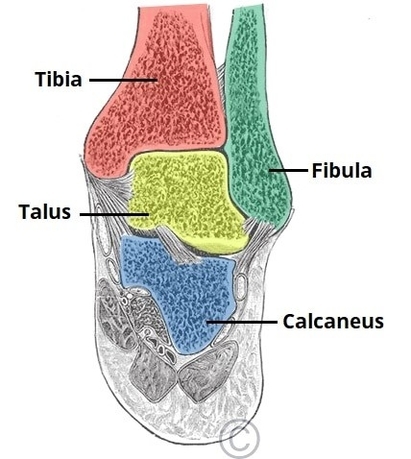 Bones of the Ankle Joint Tibia Fibula and Talus