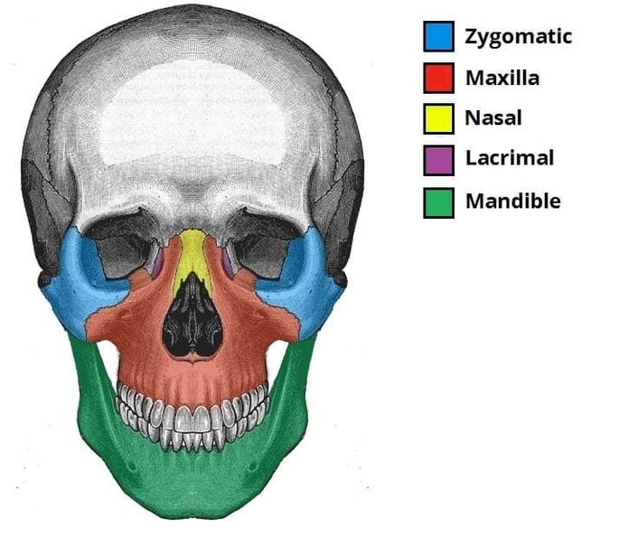 Bones of the Facial Skeleton