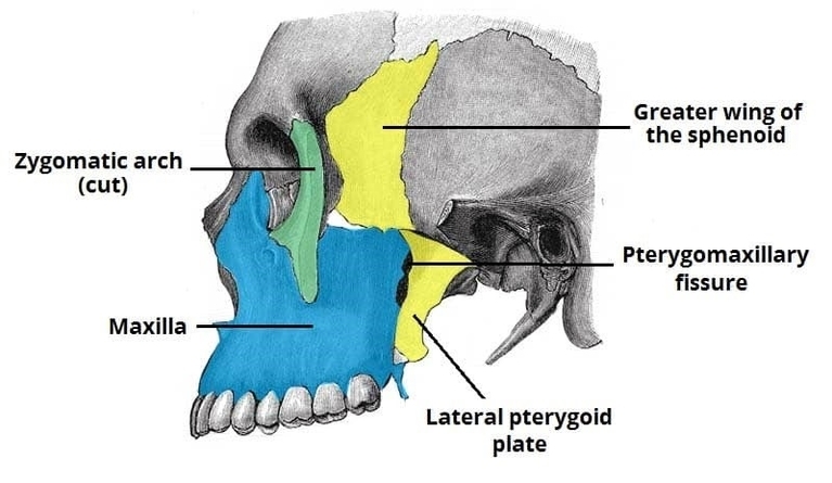 Bony Features of the Infratemporal Fossa