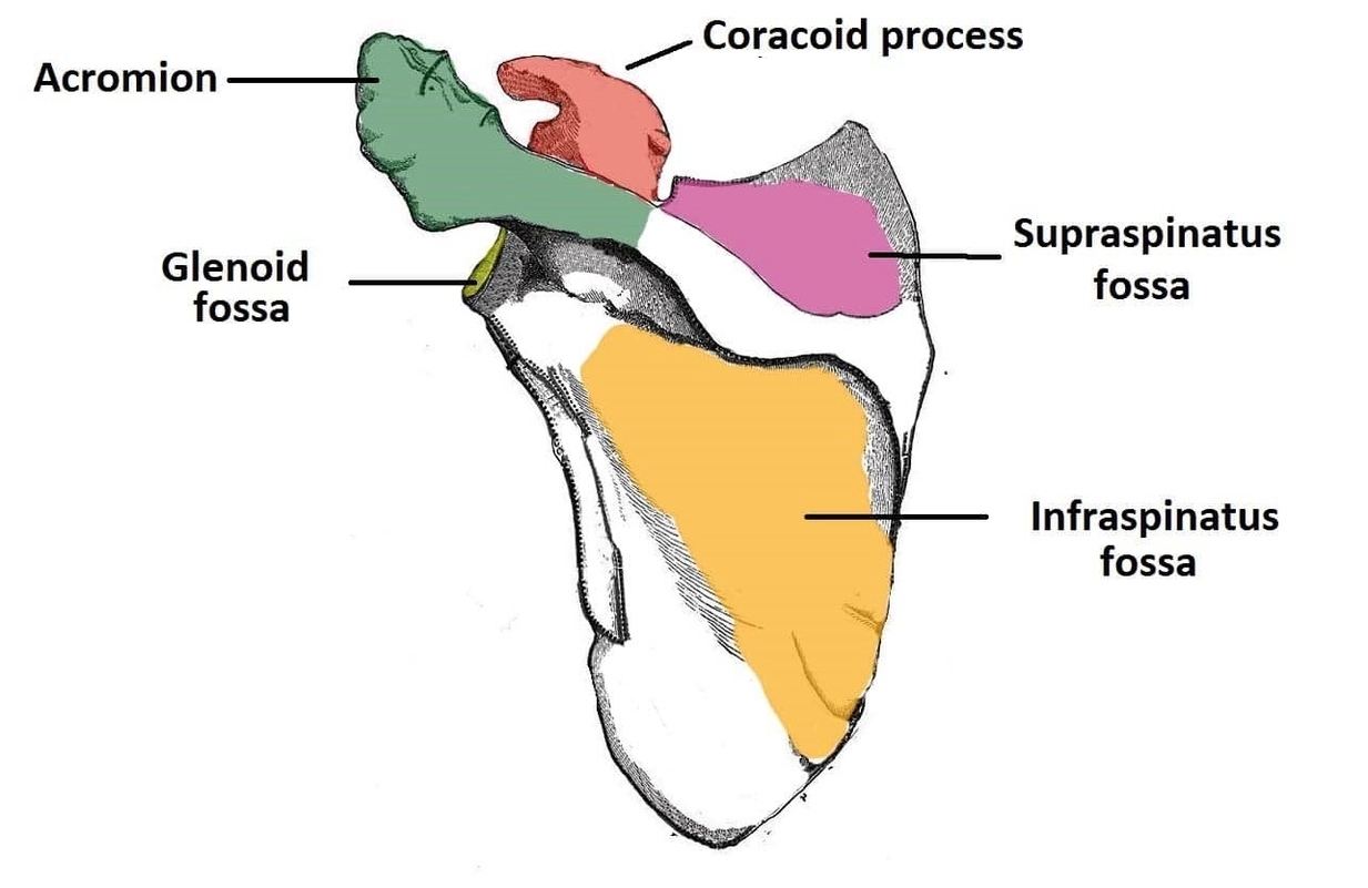 Bony Landmarks of the Posterior Surface of the Scapula