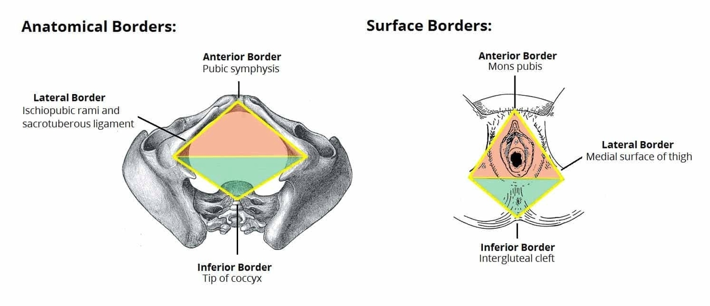 Borders of the Perineum