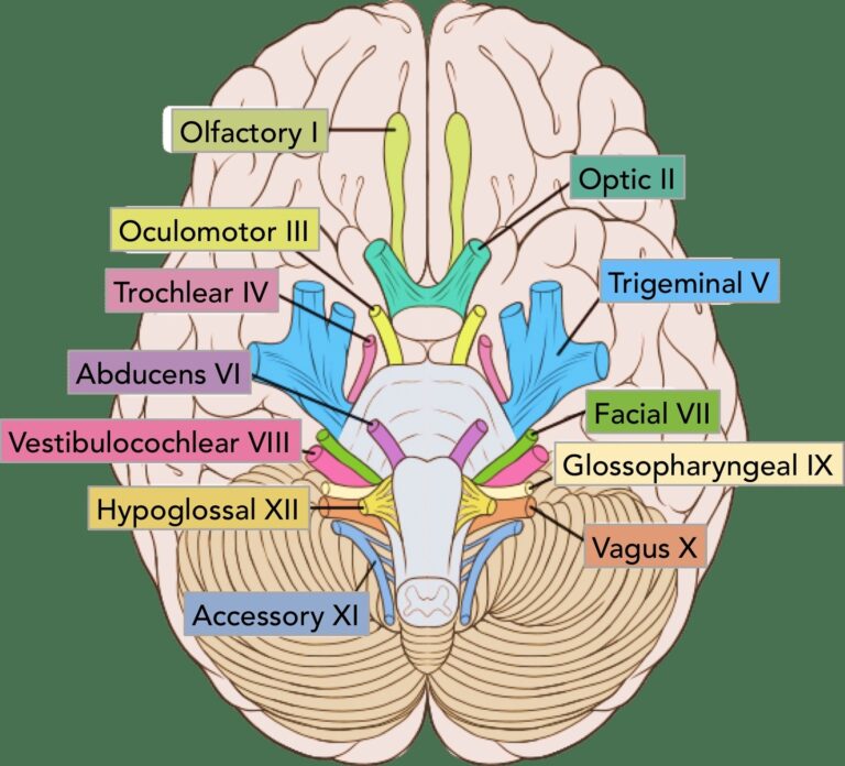 Brain stem