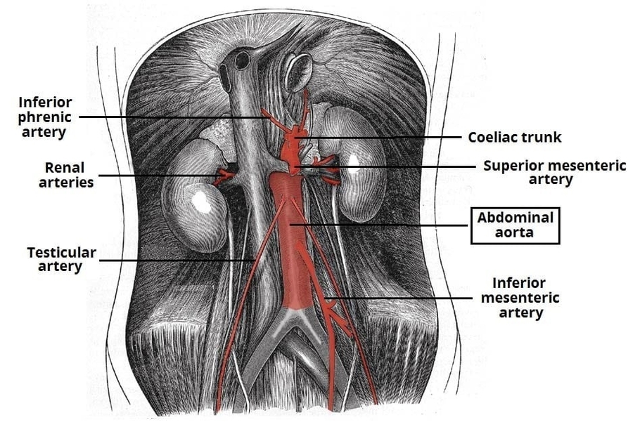 Branches of the Abdominal Aorta