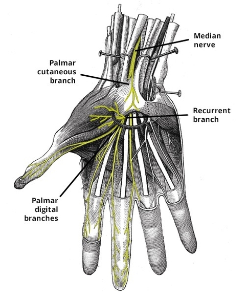 Branches of the Median Nerve in the Hand