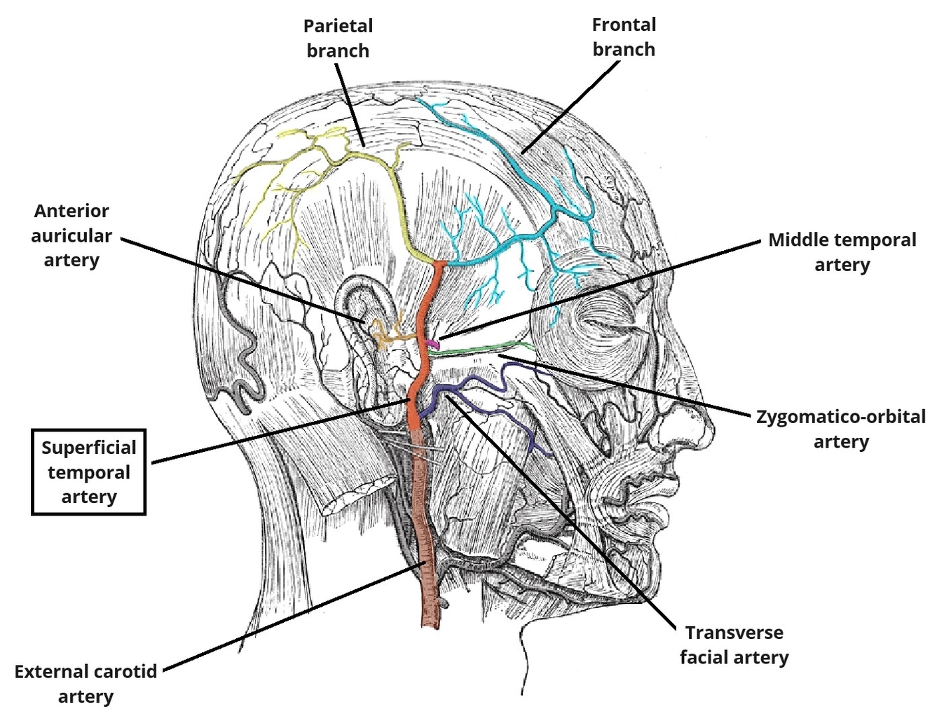 Branches of the Superficial Temporal Artery