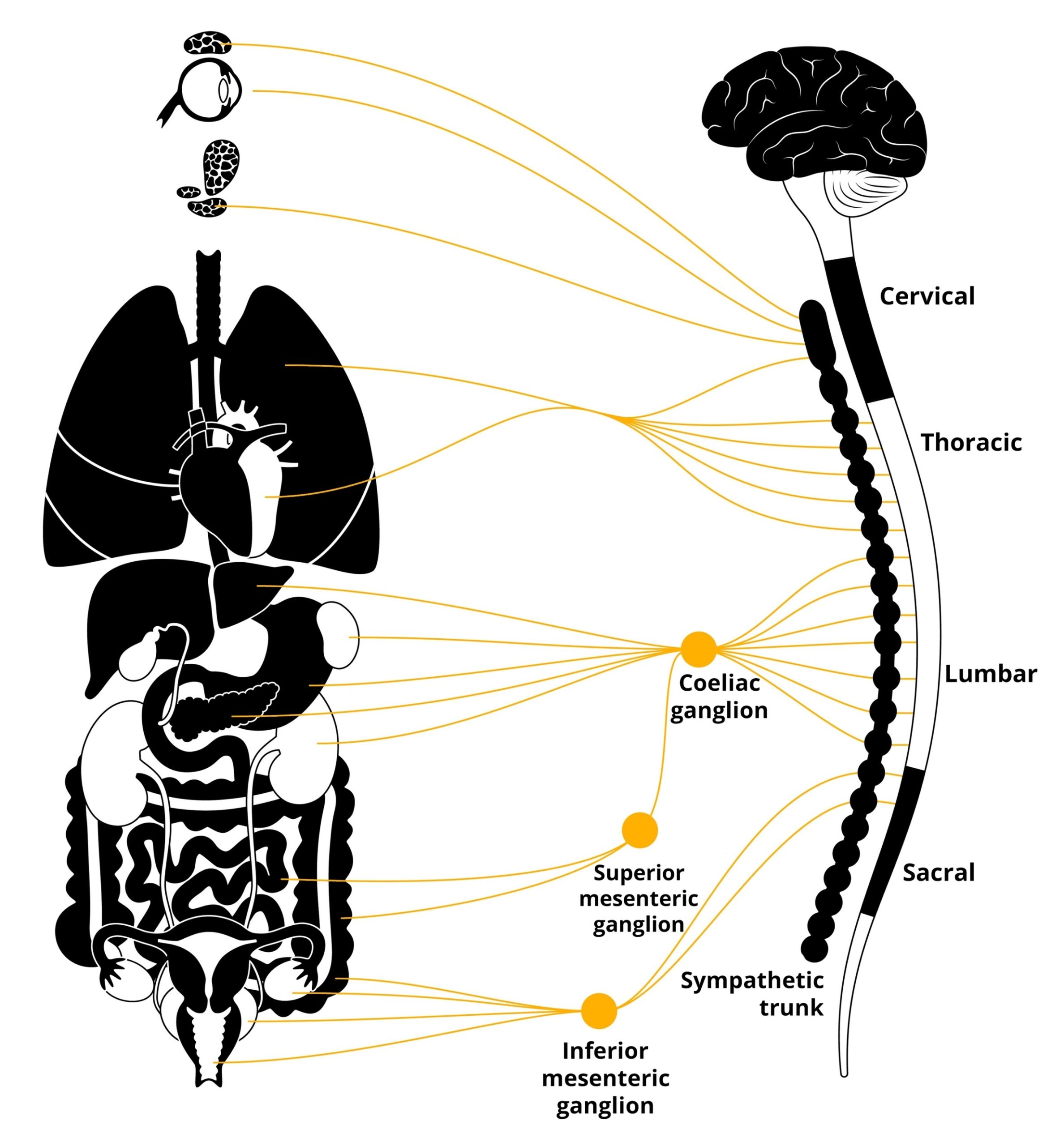 Components of the Sympathetic Nervous System