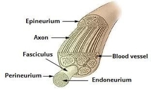 Connective Tissue Layers of a Neurone