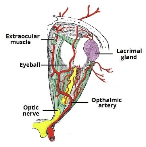 Contents of the Bony Orbit Arteries Optic Nerve and Muscles