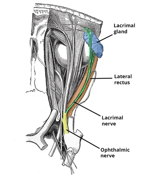 Course of the Lacrimal Nerve