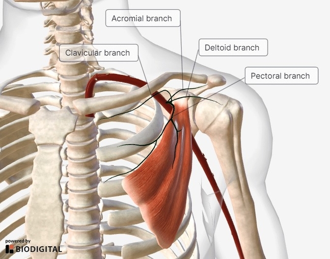 Course of the Thoracoacromial Artery