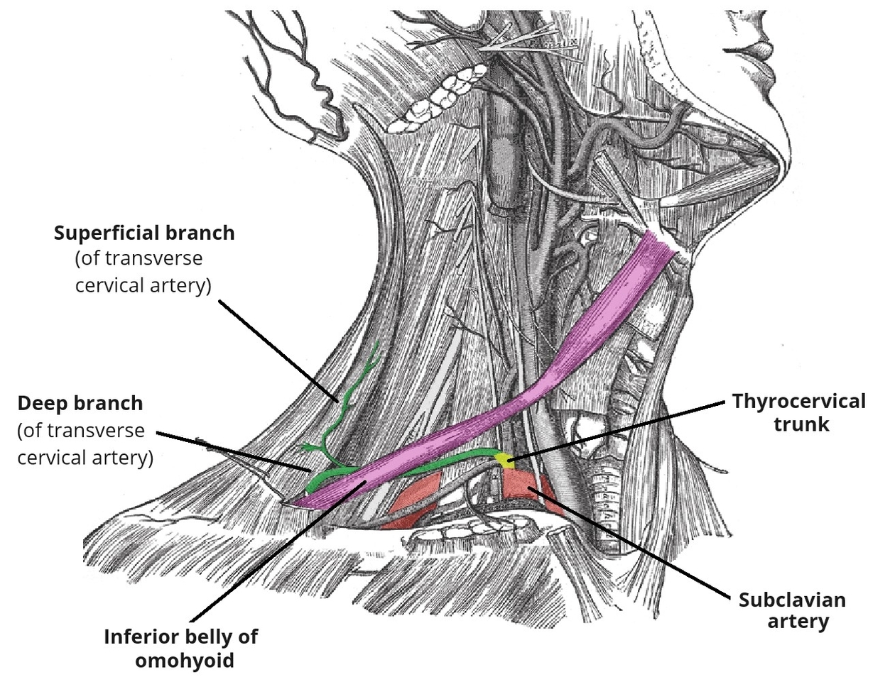 Course of the Transverse Cervical Artery