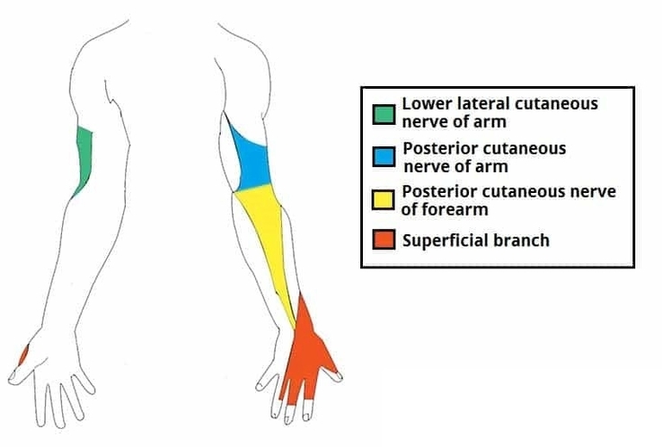 Cutaneous Innervation of the Radial Nerve Upper Limb