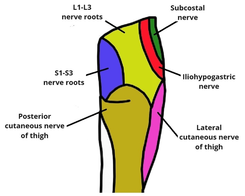 Cutaneous Innervation to the Gluteal Region