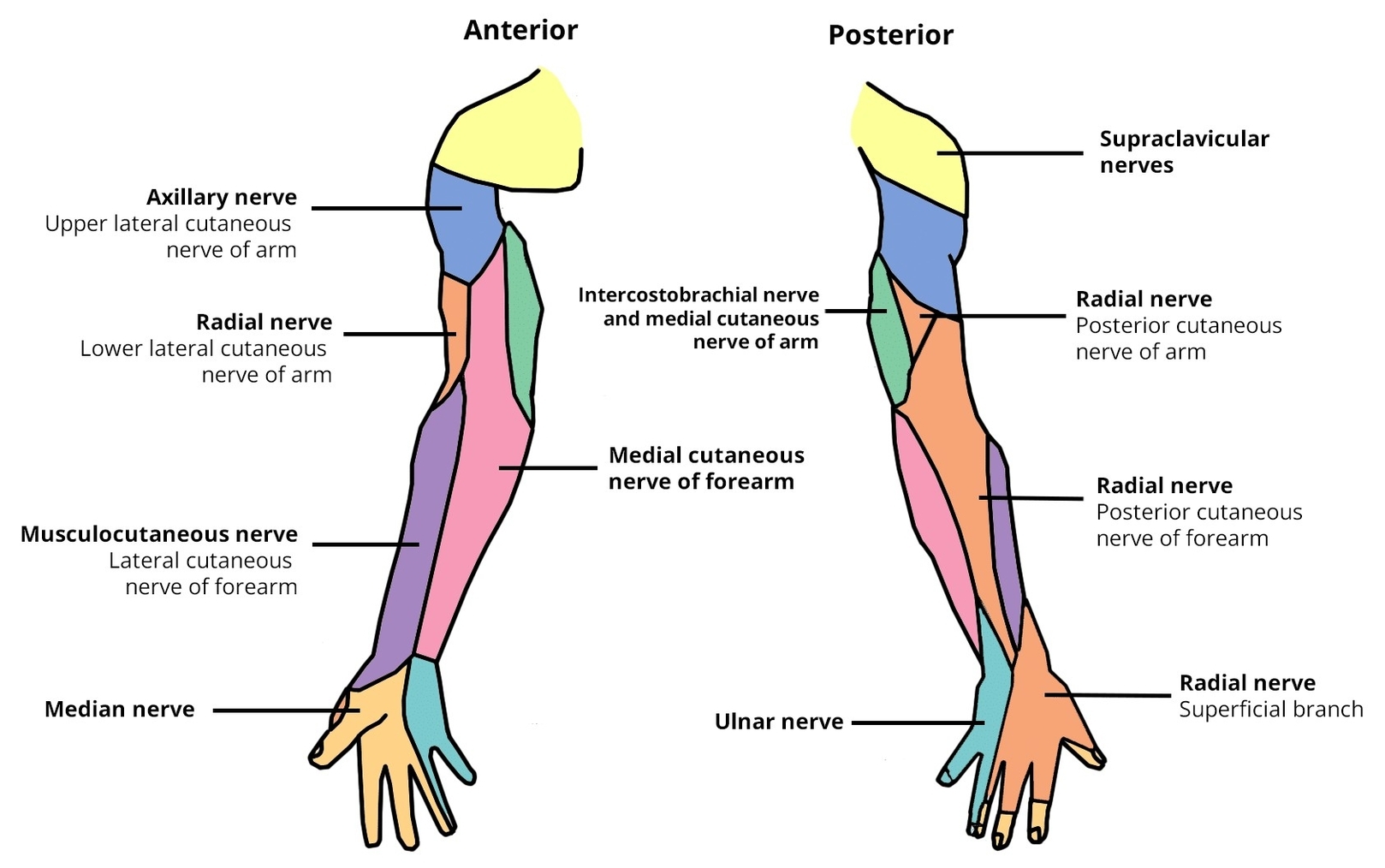Cutaneous Innervation to the Upper Limb