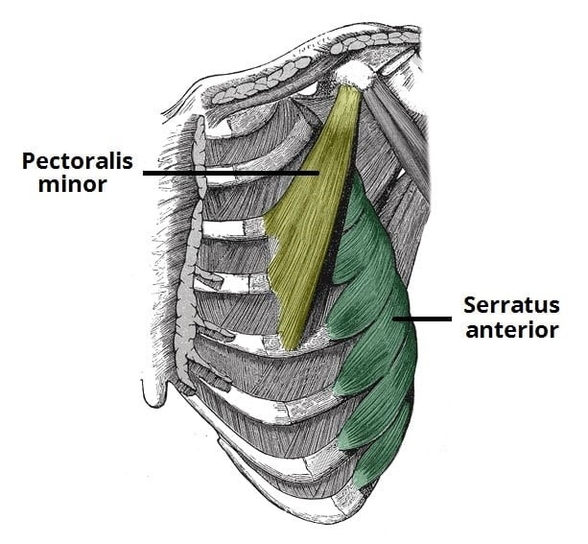 Deep Chest Muscles Serratus Anterior and Pectoralis Minor