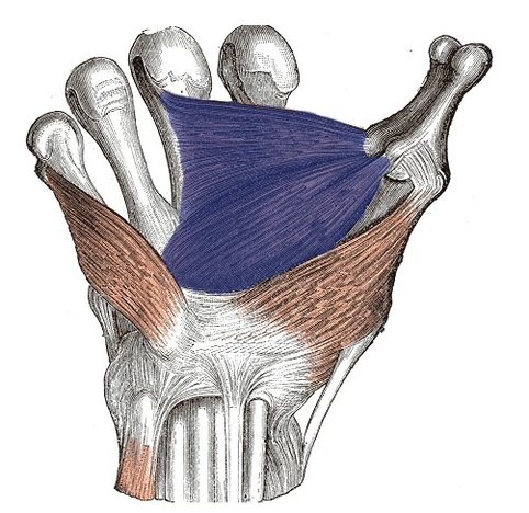 Deep Muscle of the Hand Adductor Pollicis