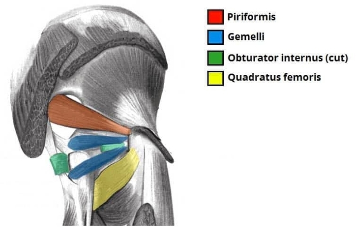 Deep Muscles of the Gluteal Region