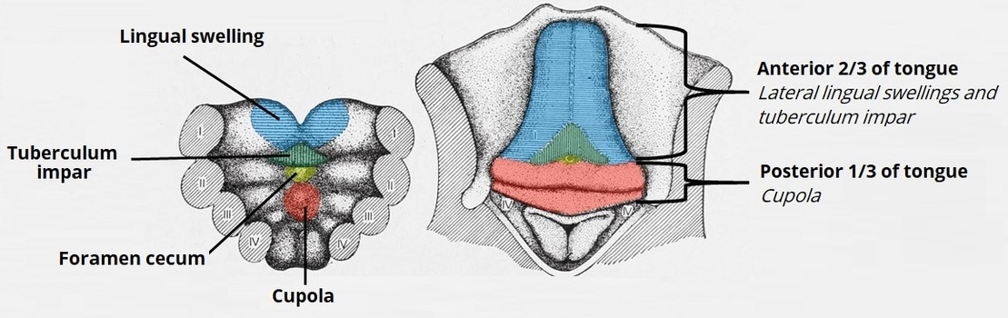 Development of the Tongue
