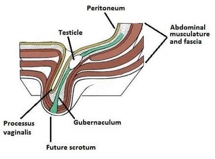 Diagram of the Descent of the Testis Embryology