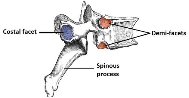 Distinguishing Features of a Typical Thoracic Vertebrae