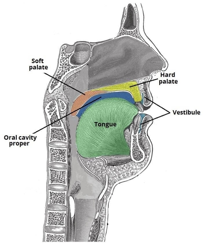 Divisions of the Oral Cavity