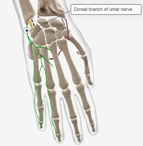Dorsal Branch of the Ulnar Nerve