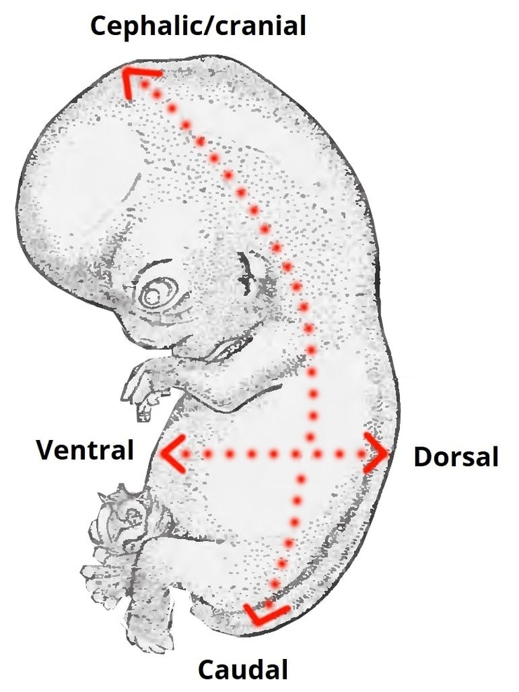 Embryological Terminology Ventral Dorsal Cranial Caudal