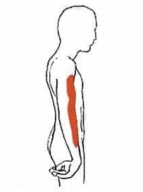 Erbs Palsy Waiters Tip Position