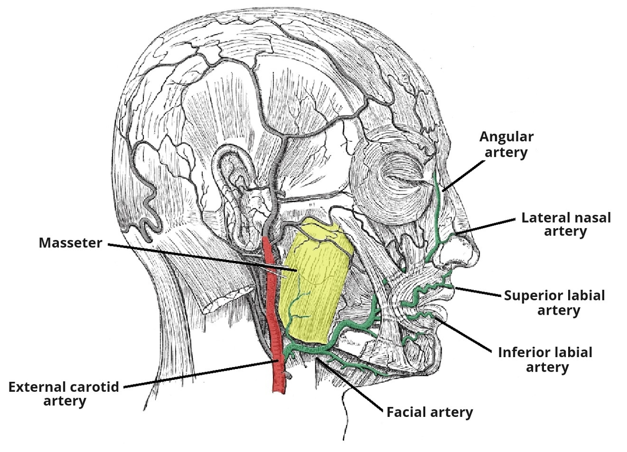 Facial Artery Anatomical Course