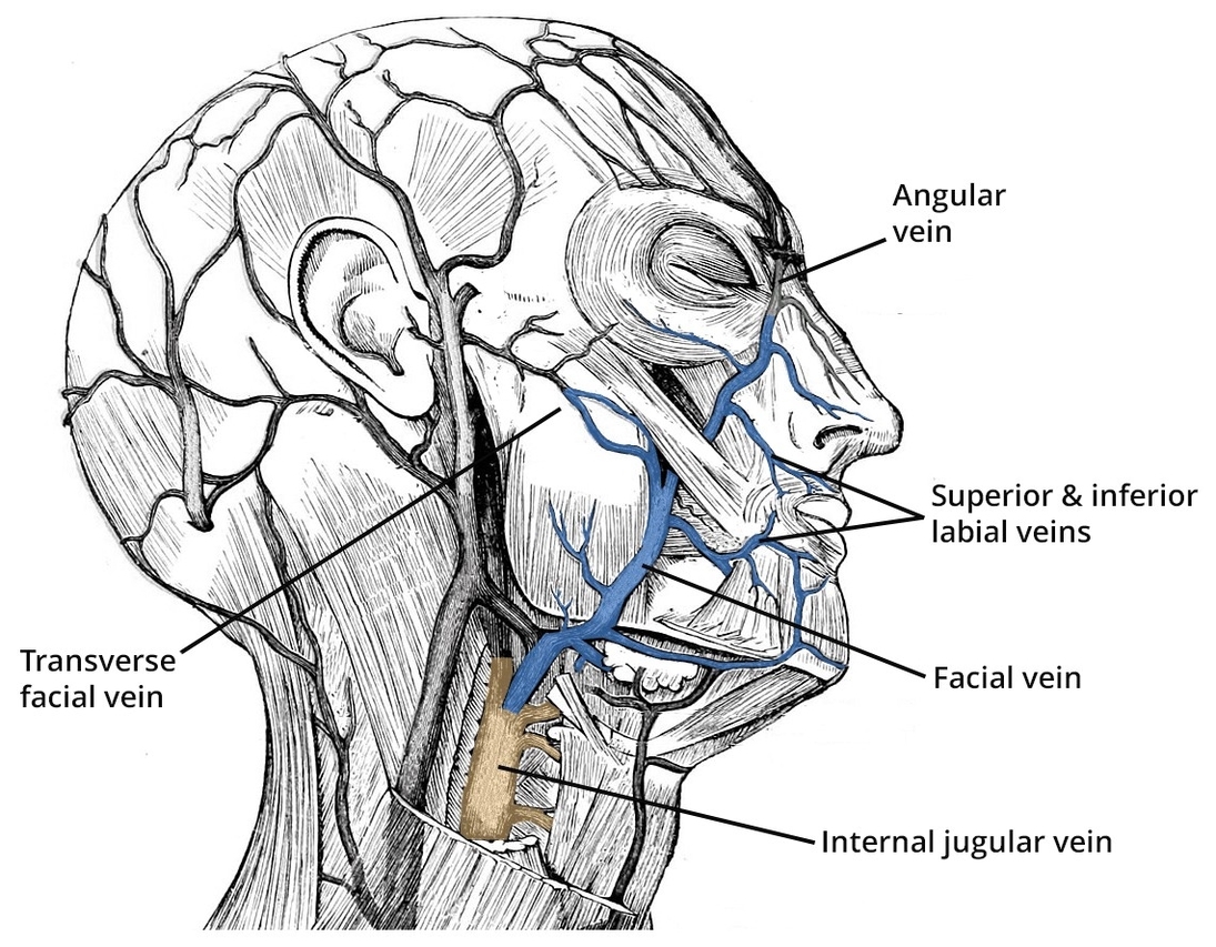 Facial Vein Course and Tributaries