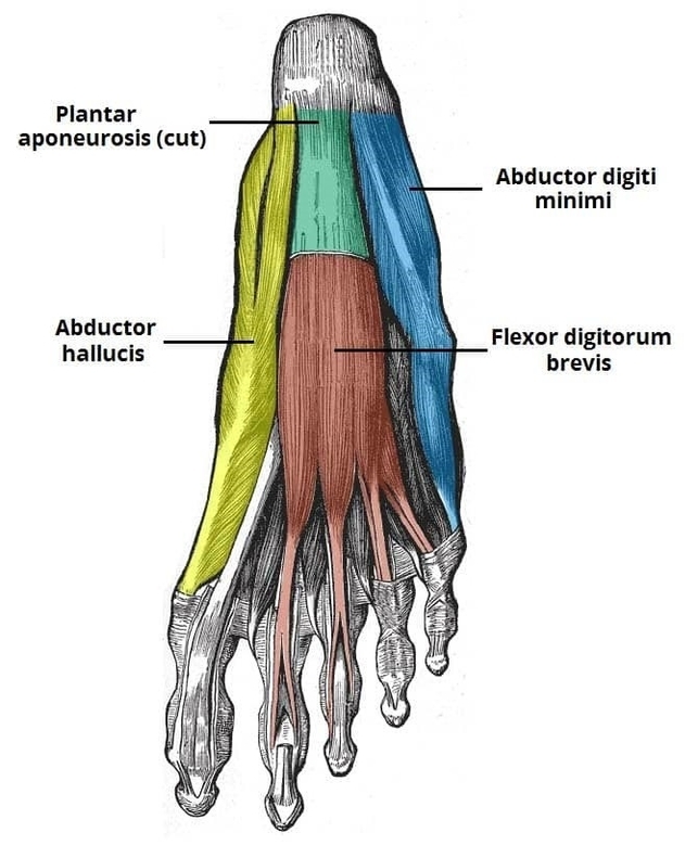 First Layer of Plantar Muscles