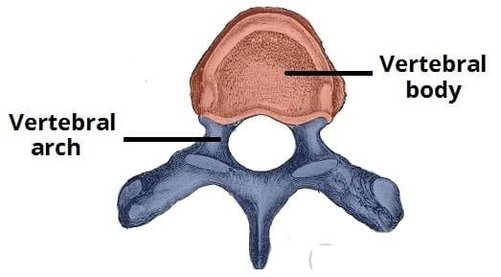 General Structure of a Vertebrae