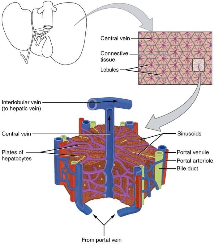 Hepatic Lobule
