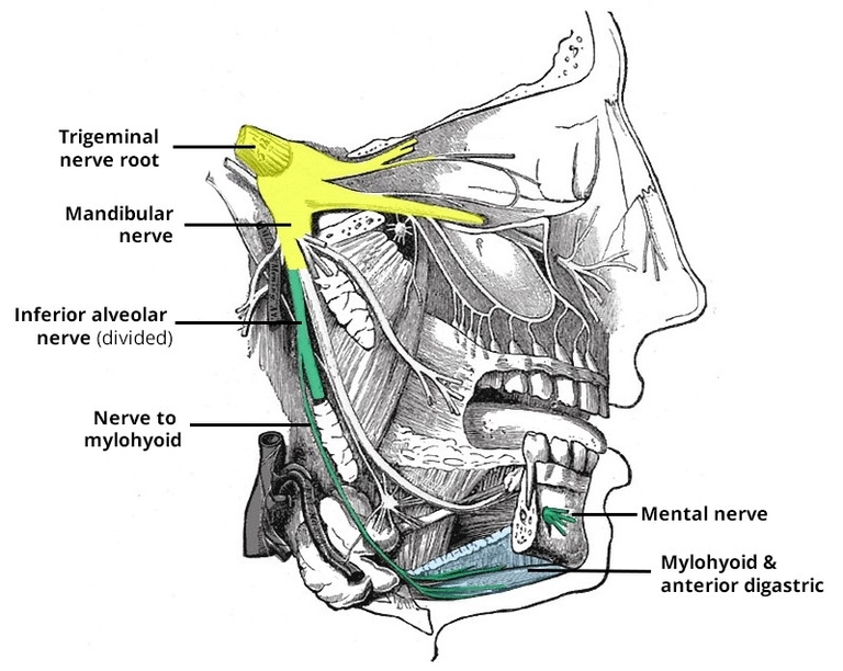 Inferior Alveolar Nerve Course Supply