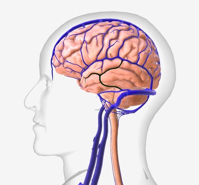 Inferior Cerebral Veins