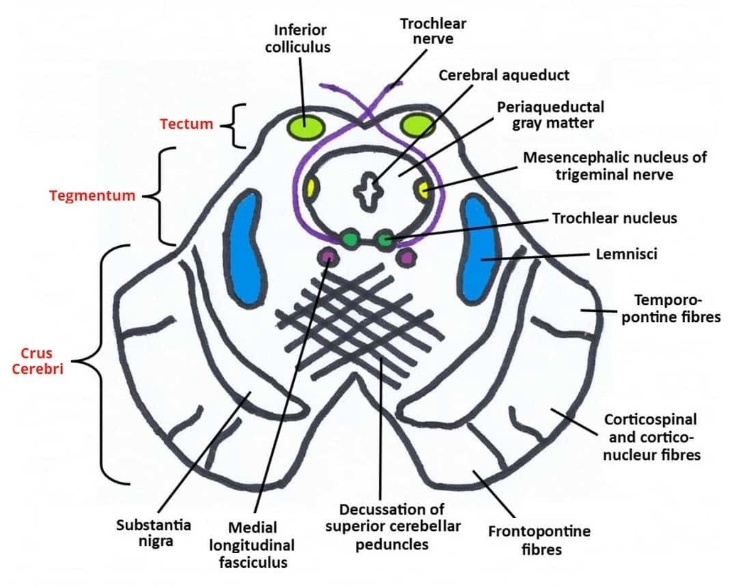 Internal Anatomy of the Midbrain Level of the Inferior Colliculi