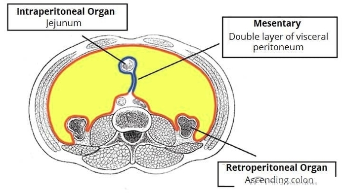 Intraperitoneal and Retroperitoneal Organs