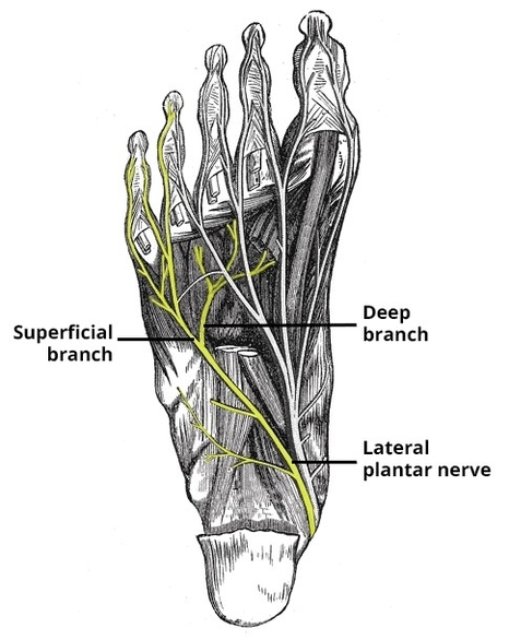Lateral Plantar Nerve Course Branches